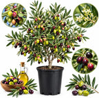 Arbequina Olive Tree for Planting (2.5–3 Feet) | Live Potted Olive Tree | High-Yield, Hardy Variety (No Ship to CA,HI,AK)