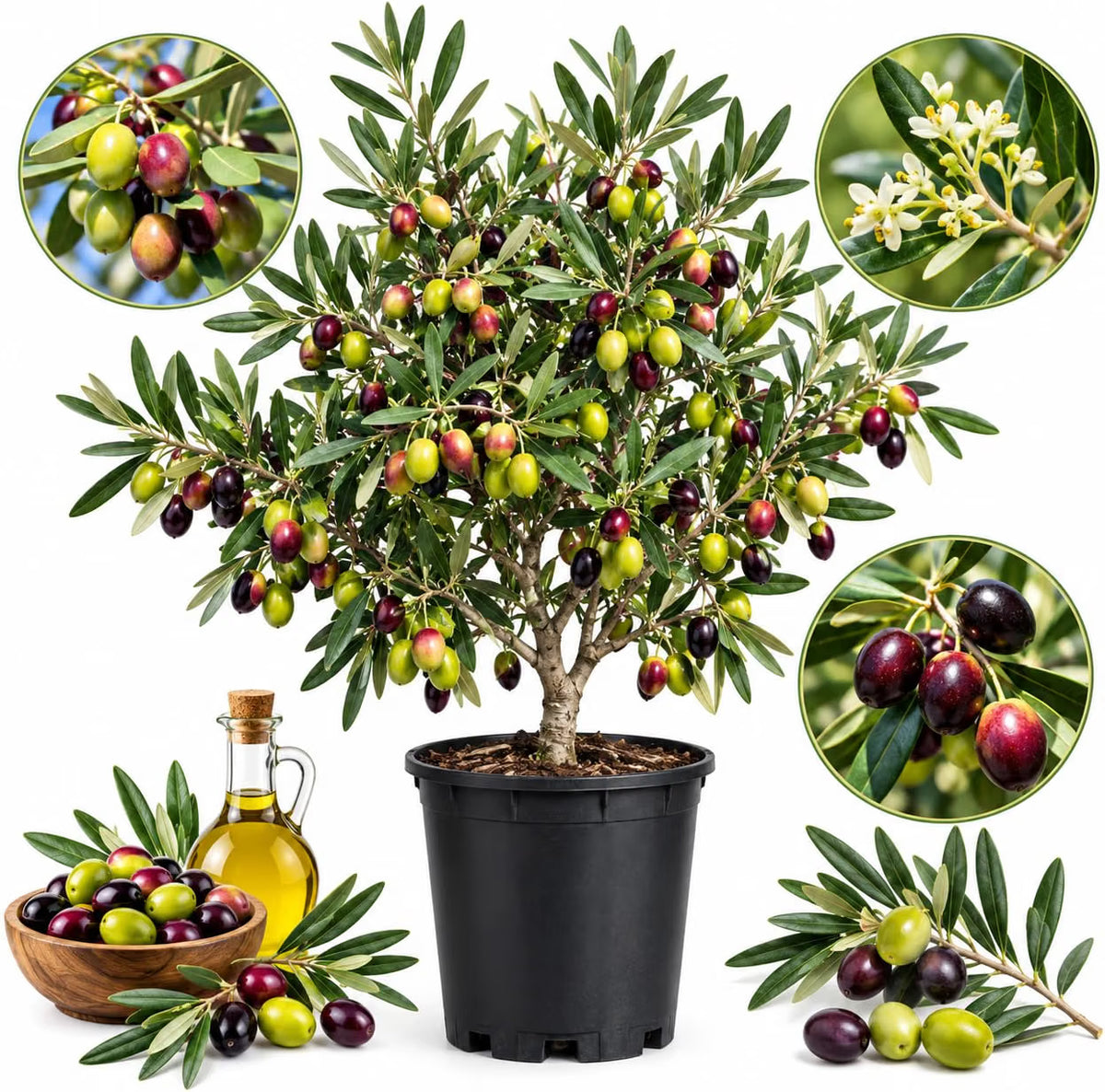Arbequina Olive Tree for Planting (2.5–3 Feet) | Live Potted Olive Tree | High-Yield, Hardy Variety (No Ship to CA,HI,AK)
