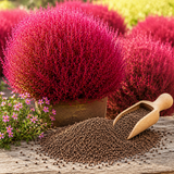 60 Pcs Burning Bush Plant Seeds, Summer Cypress Seeds, Summer Cypress, Non GMO, Low Maintenance, Red Foliage Shrub for Gardens