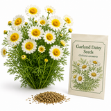 500 Garland Daisy Seeds, Fast Growing, High-Yield, Edible Shungiku Greens & Yellow White Flowers, for Gardens & Borders