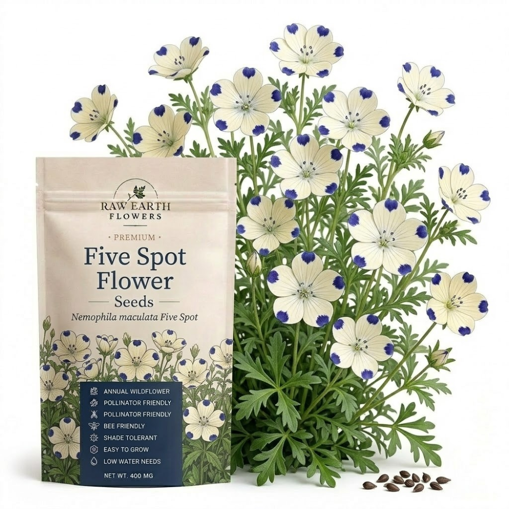 80 Pcs Five Spot Wildflower Seeds, Heirloom Non-GMO Annual Ground Cover, Low Maintenance Purple Spotted White Blooms for Yard Landscapes