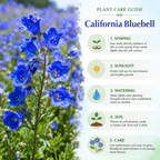1500 California Bluebell Seeds for Planting Outdoors, Non GMO, Heirloom, Easy to Grow, High-Yield Deep Blue Bell-Shaped Bloom, Perfect for Garden Borders & Landscaping