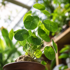 Stephania Plant Live, 3 – 3.5" Rare Caudex Bulb, Compact Stephania Erecta Bulb, Simple-Care Indoor Houseplant, Ideal for Unique Plant Gifts