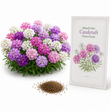 200 Mixed Color Candytuft Flower Seeds for Planting, Iberis umbellata, Non-GMO, Fast Growing, Multi-Color Flower Seeds, for Patio Pots, Containers, and Window Boxes