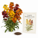 600 Pcs English Wallflower Seeds, Cheiranthus cheiri, Heirloom, High-Yielding, Fragrant Compact Blooms for Pots, Patio Containers, and Window Boxes