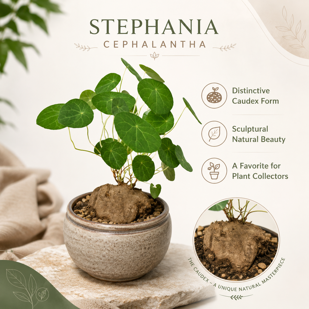Stephania Cephalantha Live Plant, 2 – 2.5" Rare Caudex Bulb, Low-Maintenance Indoor Greenery, Great Botanical Gift