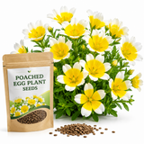 120 Pcs Poached Egg Plant Seeds, Easy to Grow, Meadowfoam Seeds, Ideal for Gardens, Borders & Pathways