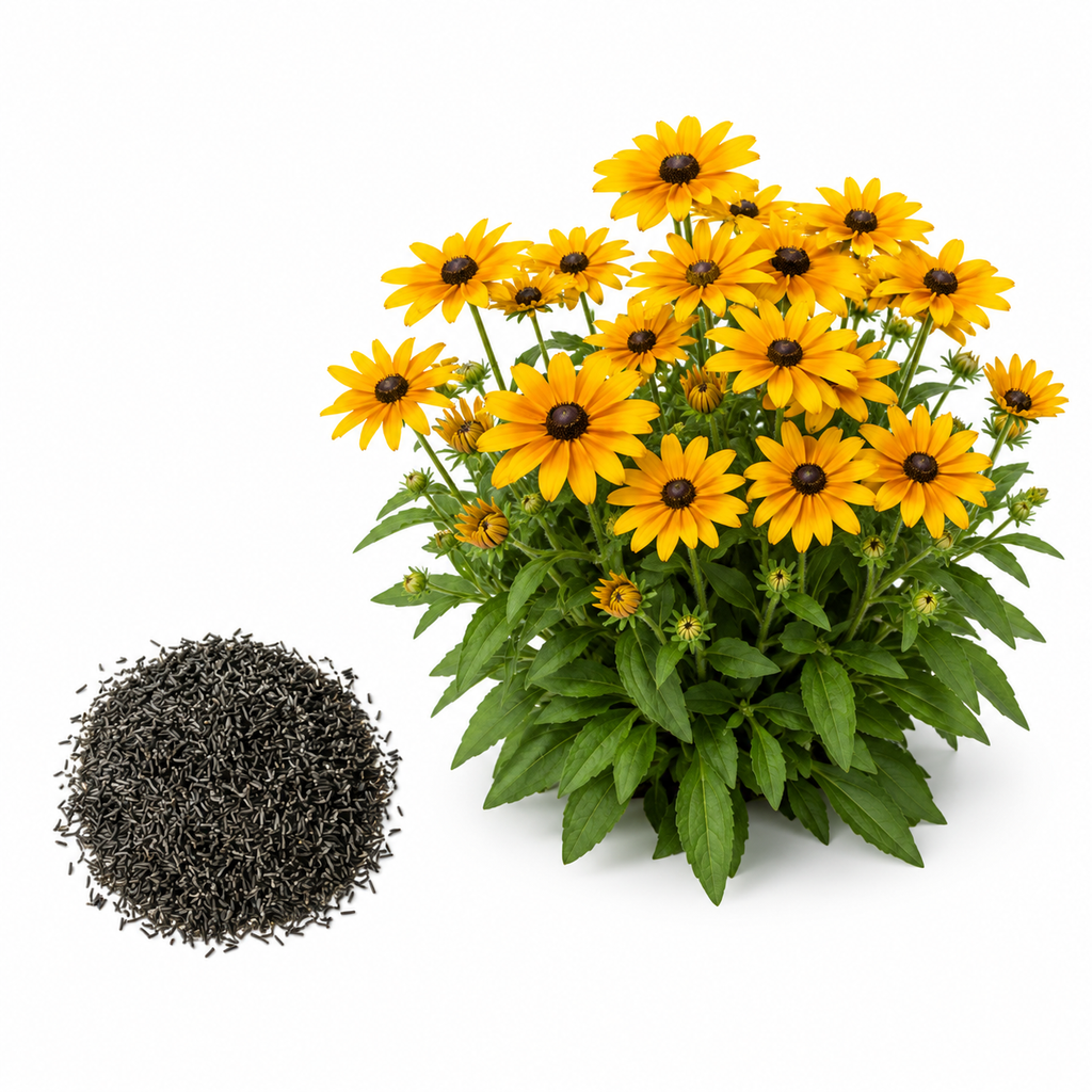 Rudbeckia Black Eyed Susan Seeds Perennial, 25 Pcs, Non GMO Wildflower Seeds, Vibrant Yellow Flowers for Backyard Landscape & Garden Borders