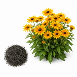 Rudbeckia Black Eyed Susan Seeds Perennial, 25 Pcs, Non GMO Wildflower Seeds, Vibrant Yellow Flowers for Backyard Landscape & Garden Borders