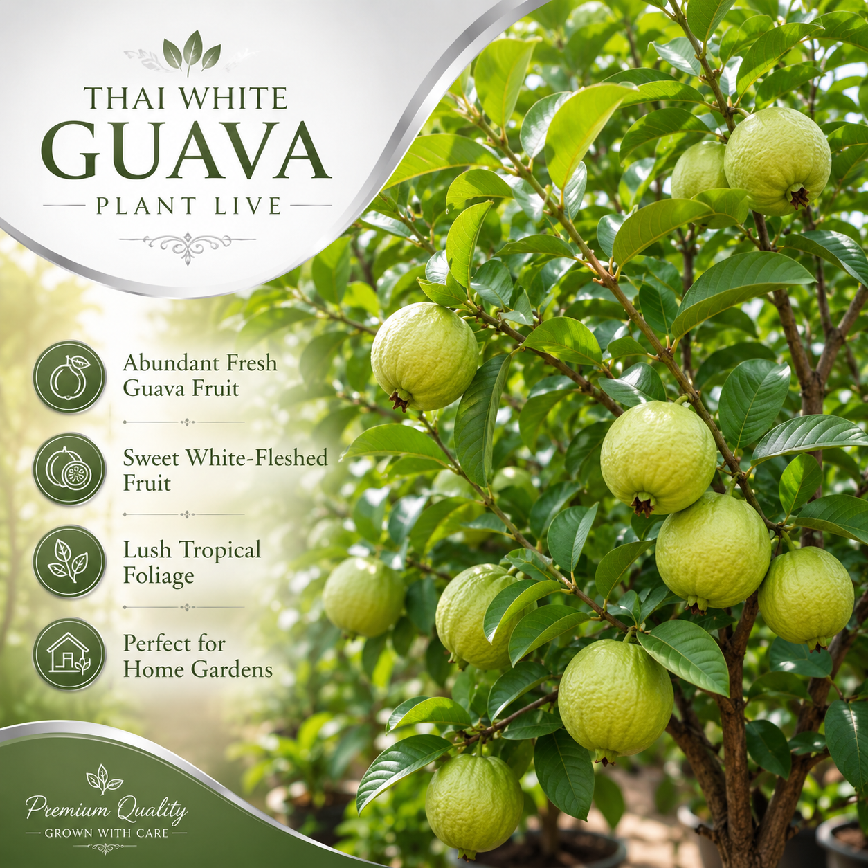 Guava Plants Live for Planting - Thai White Guava Tree, 2-3 Foot Tall Potted Plant, 3 Gallon Size, Easy Care Tropical Greenery, Fruit Tree for Home Landscapes (No Ship to CA, HI, AK)