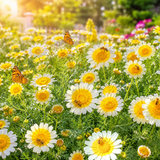 1500 Garland Daisy Seeds, Heirloom, Easy to Grow, Non-GMO Fast Growing Crown Daisy, Prolific Cut-and-Come-Again Edible Flower Bush, for Pots and Veggie Patches