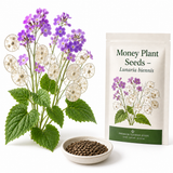 100 Money Plant Seeds, Non GMO Lunaria biennis Seeds, Fast Growing, High-Yield Honesty Plant, Silver Dollar Honesty Pods, for Borders, Patios & Gardens