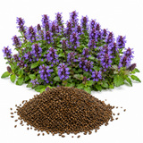 300 Pcs Self-Heal Seeds - Prunella vulgaris, Non GMO, Heirloom Heal All Seeds, Purple Flower Seeds, for Gardens & Patios