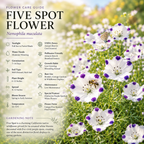 80 Pcs Five Spot Wildflower Seeds, Heirloom Non-GMO Annual Ground Cover, Low Maintenance Purple Spotted White Blooms for Yard Landscapes