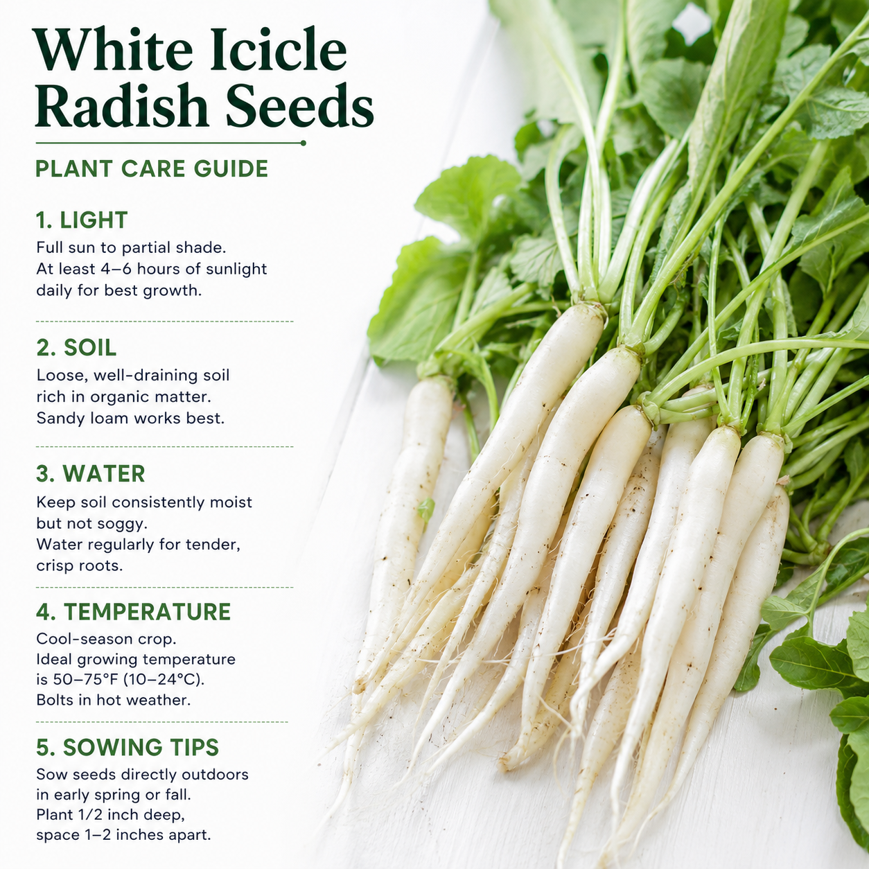 600 Pcs White Icicle Radish Seeds for Planting, Non GMO, High-Yield, Long White Radish Vegetable Seeds for Backyard Gardening
