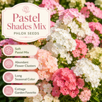600 Pastel Shades Mix Phlox Seeds for Planting, Heirloom, Fast Growing, Sweet-Scented Annual Wildflower Seeds, Ideal for Outdoor Spaces
