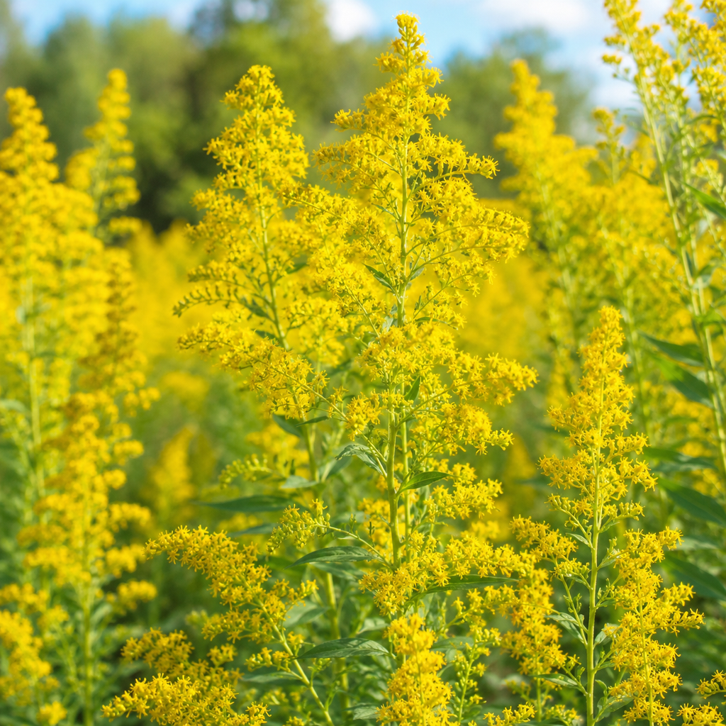 200 Showy Goldenrod Seeds, Non-GMO, Solidago speciosa Seeds, Vibrant Yellow Flower, Native Perennial for Backyard Landscape