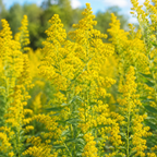 200 Showy Goldenrod Seeds, Non-GMO, Solidago speciosa Seeds, Vibrant Yellow Flower, Native Perennial for Backyard Landscape