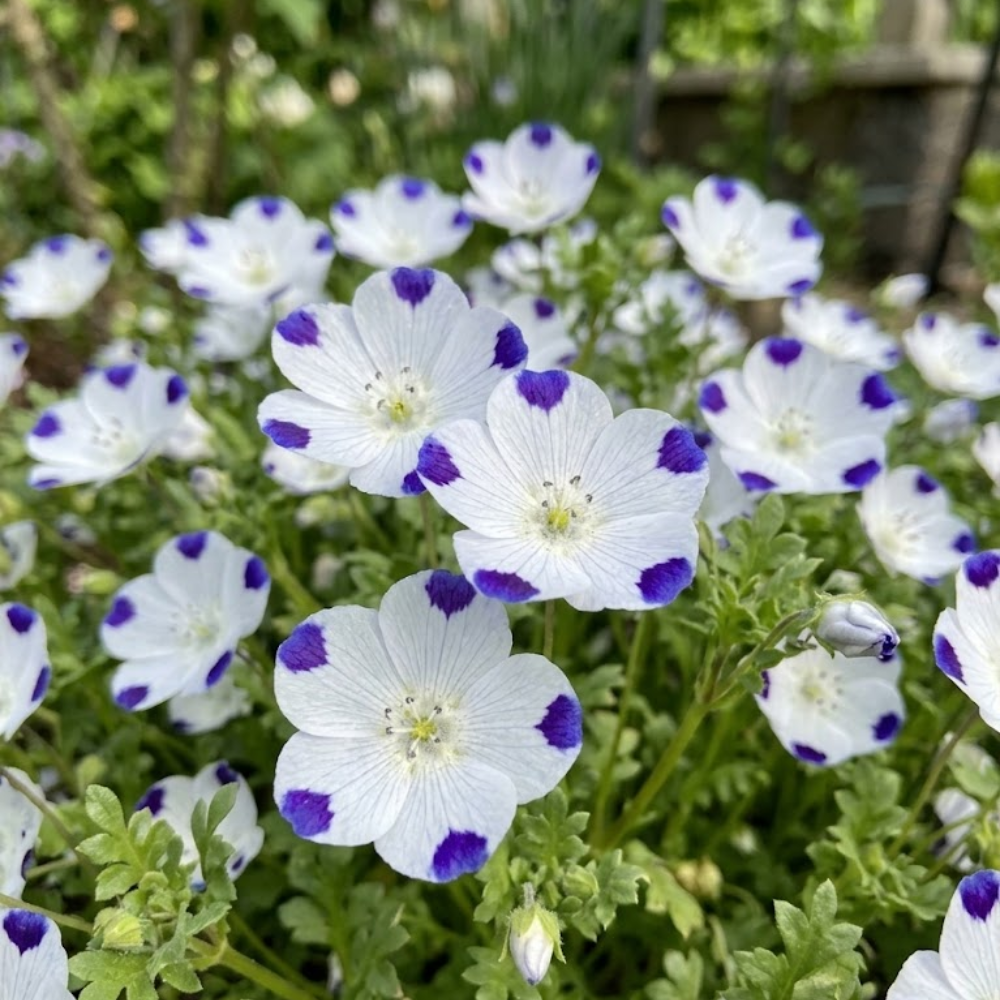 80 Pcs Five Spot Wildflower Seeds, Heirloom Non-GMO Annual Ground Cover, Low Maintenance Purple Spotted White Blooms for Yard Landscapes