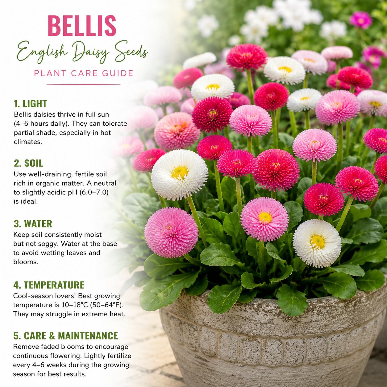 600 Pcs Bellis Mixed English Daisy Seeds, Non GMO, Heirloom, Cold Hardy, Ideal for Containers, Patios & Garden Accents