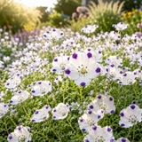 160 Pcs Five Spot Seeds for Planting Outdoors, Grow Robust, Easy to Care Creeping White Blooms with Purple Spots for Rock Gardens