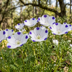 160 Pcs Five Spot Seeds for Planting Outdoors, Grow Robust, Easy to Care Creeping White Blooms with Purple Spots for Rock Gardens