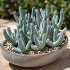 Lobster Claw Succulent - Cheiridopsis Candidissima Live Plant in 4-Inch Pot | Unique Silver-Green Rosette for Indoor Home and Office Decor