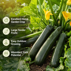 25 Dark Green Zucchini Seeds, Non GMO, Heirloom, High-Yield Summer Squash Seeds, for Pots, Containers & Gardens