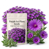 600 Pcs Ice Plant Seeds for Outdoors, Non-GMO Heirloom Flowers for Patios, Easy to Care Outdoor Yard Decor