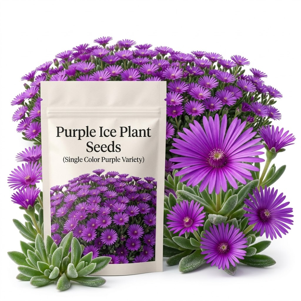 600 Pcs Ice Plant Seeds for Outdoors, Non-GMO Heirloom Flowers for Patios, Easy to Care Outdoor Yard Decor