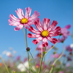 200 Pcs Sea Shells Cosmos Seeds, Heirloom Fluted Flower Mix for Planting, Fast-Growing Plants for Bright Sunlit Gardens & Floral Crafts