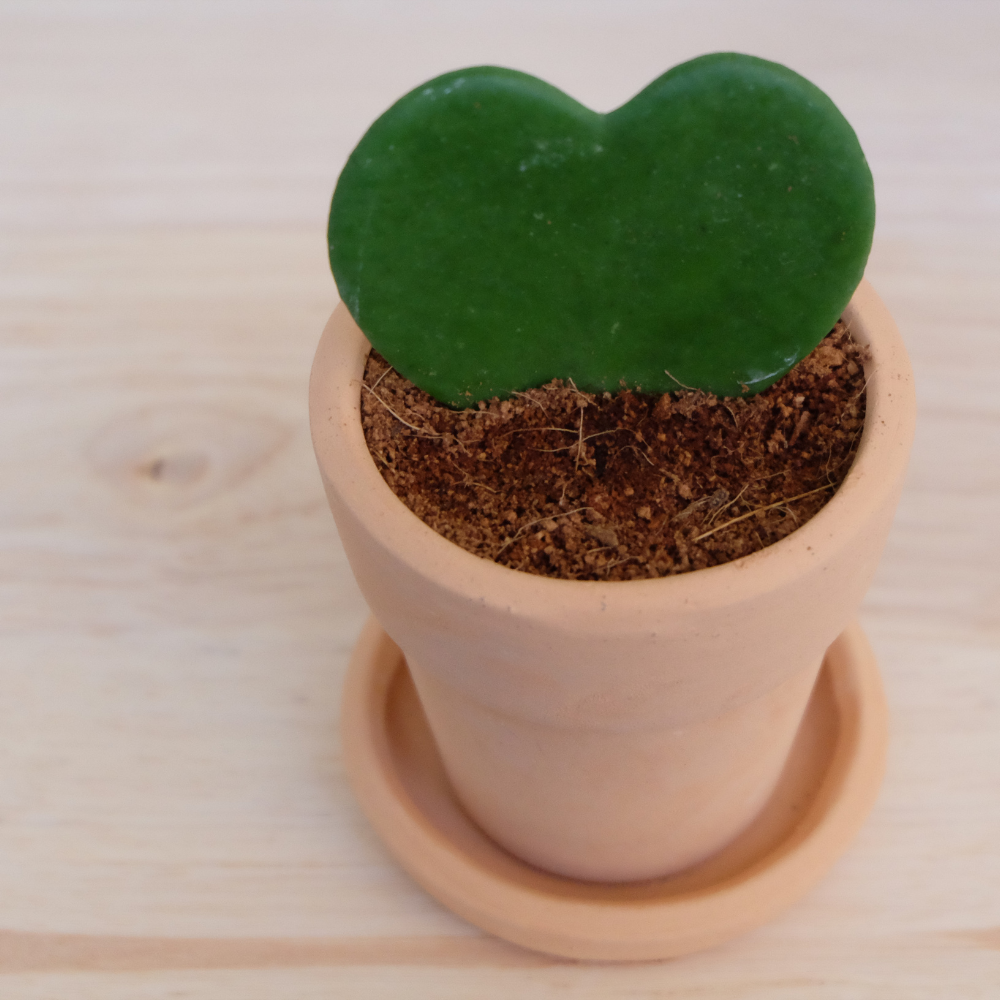 Hoya Kerrii Plant Live, 2" Potted Plant, Easy Care Indoor Greenery, Heart Foliage for Home Decor and Small Spaces