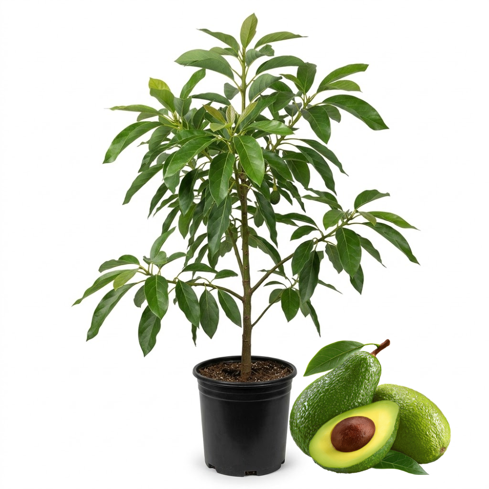 (No Ship to CA,HI,AK) Avocado Tree Live Plant, 3 Gallons Pot, Vigorous Evergreen Shade Tree for Backyard Gardens & Orchard Planting, Grow Delicious Creamy Avocados at Home