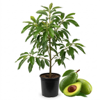 (No Ship to CA,HI,AK) Avocado Tree Live Plant, 3 Gallons Pot, Vigorous Evergreen Shade Tree for Backyard Gardens & Orchard Planting, Grow Delicious Creamy Avocados at Home