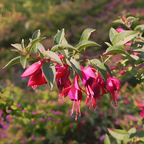2 Fuchsia Plants Live, Dark Blue & Red Fuchsia, 6-12 Inch Tall, Blue Eye Variety, Trailing Flowering Plant, Ideal for Hanging Baskets