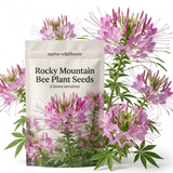 150 Pcs Rocky Mountain Bee Plant Seeds for Planting, Adaptable Heirloom Yielding Striking Purple Blooms, Easy to Care Outdoor Yard Decor