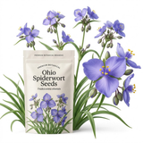 300 Pcs Ohio Spiderwort Seeds for Outdoors, Non-GMO Heirloom Flowers for Patios, Easy to Care Outdoor Décor, Low Maintenance Displays