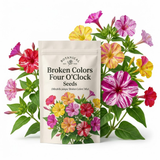 75 Pcs Four O'Clock Seeds for Outdoors, Robust Bushy Foliage & Bright Striped Flowers, Easy to Care Outdoor Yard Decor