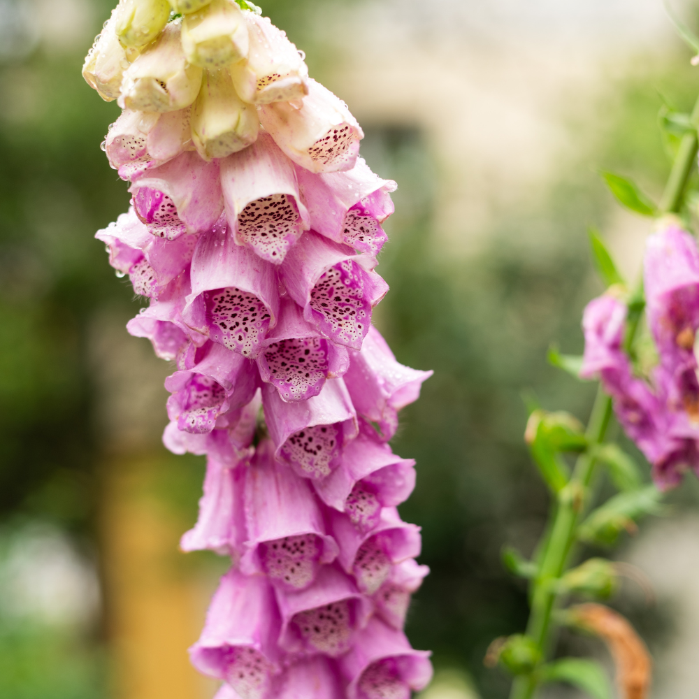Live Foxglove Plant, 3" Potted Vertical Flowering Shrub, Established Root System Bloom, Low Maintenance Outdoor Garden Plant