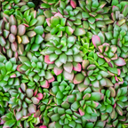 Succulent Plants, Anacampseros Sunrise Succulents in 2 Inch Pot, Great for Home & Office Styling, Succulent Arrangements & Beginner Growers