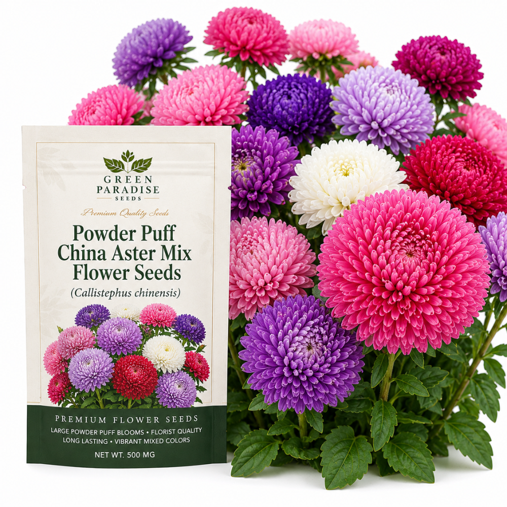 400 Pcs Powder Puff China Aster Seeds for Planting Outdoors, Grow Robust, Easy to Care Mixed Fluffy Blooms for Garden Landscapes