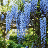Blue Wisteria Tree, 2.5 Inch Pot, Potted Flowering Vine Starter, Fast Growing Purple-Blue Bloom Shrub for Garden and Patio