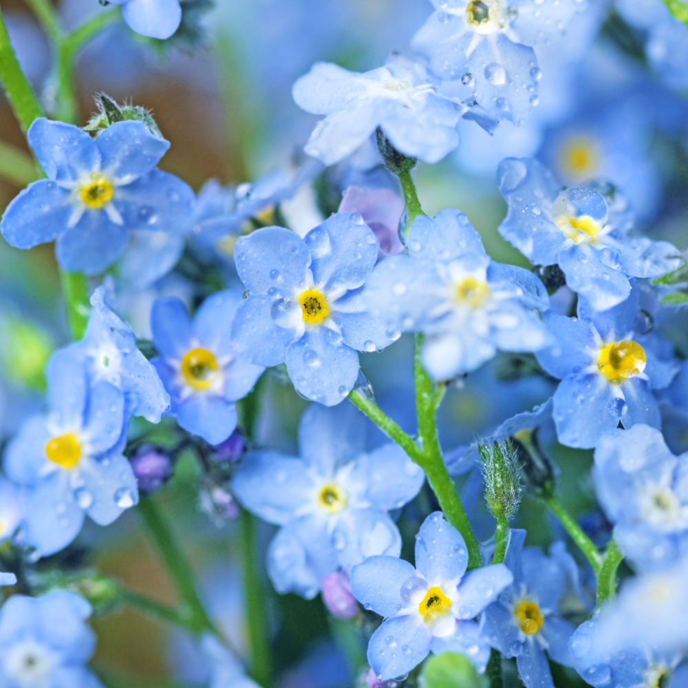 300 Pcs Chinese Forget Me Not Seeds, Vigorous Heirloom Floral for Planting, Fast-Growing Plants for Bright Sunlit Gardens