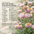 50 Pcs Silver Rose Strawflower Seeds for Planting Outdoors, Grow Robust, Easy to Care Papery Pink Blooms for Yard Borders