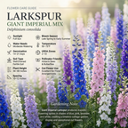 500 Larkspur Imperial Seeds, High Germination Giant Imperial Mix for Planting, Low Maintenance Tall Flowers for Sunlit Yard Borders