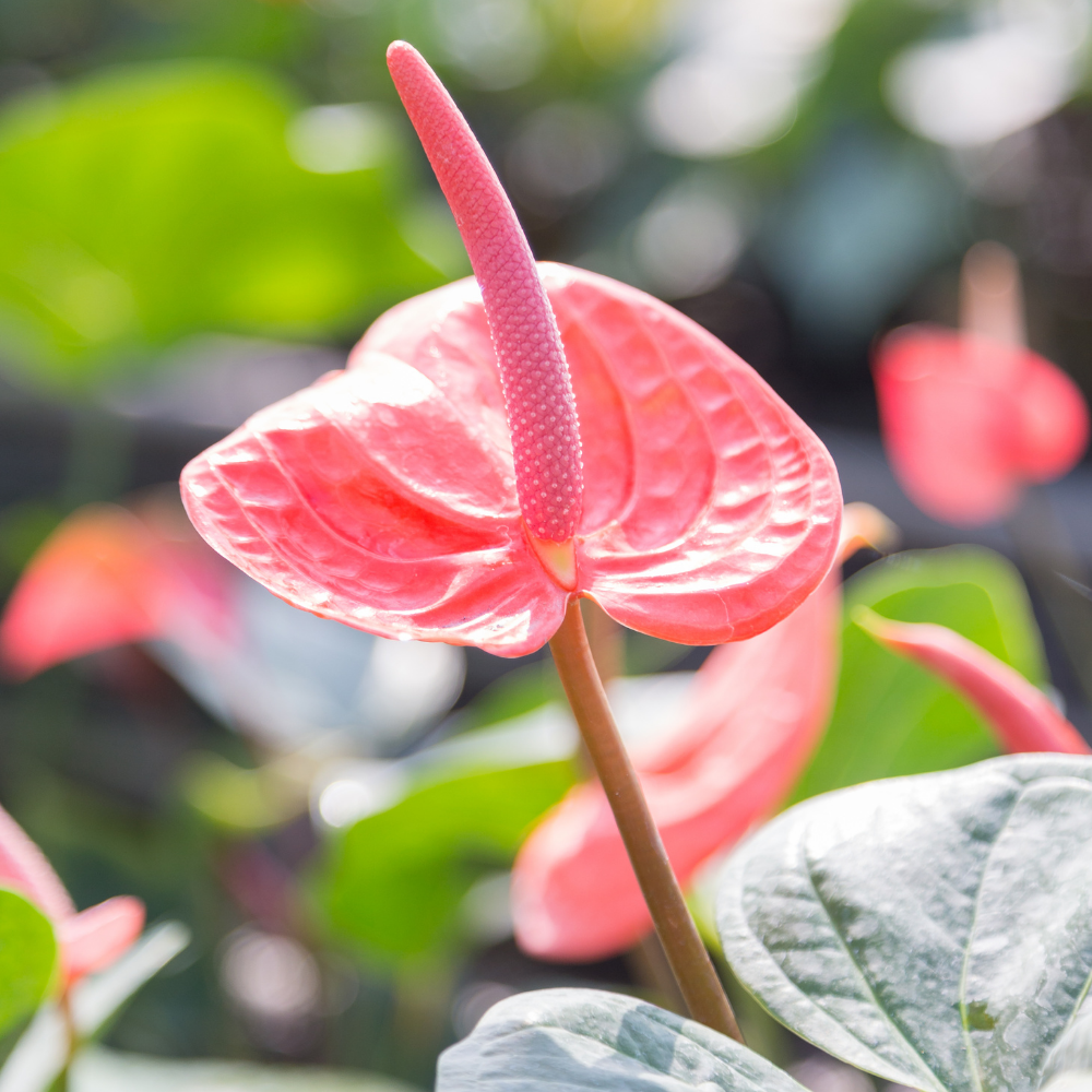 Pink Anthurium Live Plant in 4 Inch Pot, Live House Plants, Great for Home & Office Styling, Succulent Arrangements & Beginner Growers