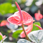 Pink Anthurium Live Plant in 4 Inch Pot, Live House Plants, Great for Home & Office Styling, Succulent Arrangements & Beginner Growers