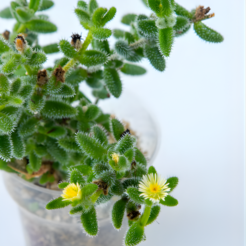 3 Rare Succulent Cactus Plant, Pickle Plant, Delosperma Echinatum Live for Planting in 2 Inch Pot for Tabletop Decor, Gifting and Plant Collections