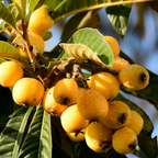 (No Ship to CA,HI,AK) Loquat Tree Live Plant, 3 Gallon Pot, Vigorous Evergreen Plant for Edible Landscapes, Sturdy Subtropical Shade Tree for Sweet Spring Fruits & Fragrant Winter Blossoms