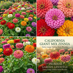 100 Zinnia Seeds, Heirloom California Giant Mix for Planting, Robust Low Maintenance Tall Flowers for Sunlit Yard Borders